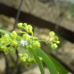 Polystachya fusiformis Flower