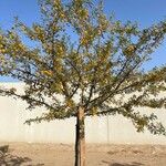 Vachellia caven Συνήθη χαρακτηριστικά