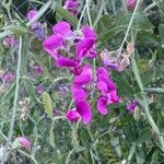 Lathyrus latifolius花