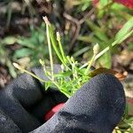 Epilobium coloratum Flower