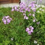 Hesperis matronalis花