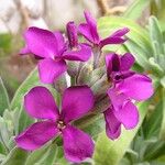 Matthiola incana Flor