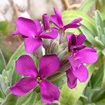 Matthiola incana Flower