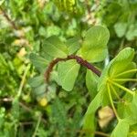 Euphorbia helioscopia Листок