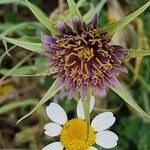 Tragopogon crocifoliusFloro