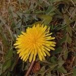 Taraxacum sect. TaraxacumFlower