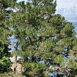 Pinus leucodermis Libunga