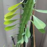 Euphorbia trigona Fulla