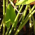 Pontederia cordata Ekosanga
