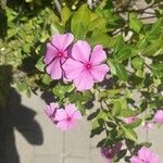 Catharanthus roseus花