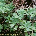 Aeonium goochiae Habit