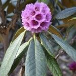 Rhododendron hodgsonii 花