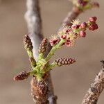 Sclerocarya birrea Цвят