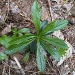 Chimaphila umbellata Φύλλο