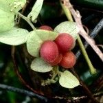 Cissampelos pareira Fruit