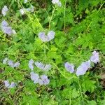 Phacelia bipinnatifida Folha