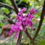 Cercis chinensis ফুল