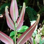 Olfersia cervina 葉