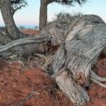 Vachellia erioloba Corteza