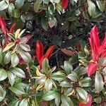 Photinia fraseri Blad