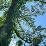 Populus deltoides Bark