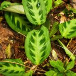 Maranta cristata Hoja