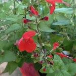 Salvia roemeriana Flor