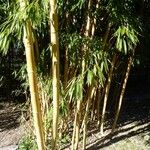 Phyllostachys reticulata Rinde