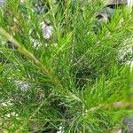 Grevillea juniperina List