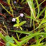 Bonnaya ciliata Flor