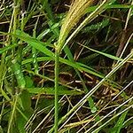 Dichanthium annulatum Flower