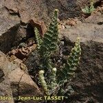 Cosentinia vellea Libunga