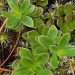 Veronica fruticans Fulla