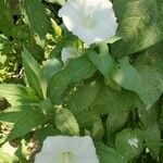 Convolvulus sepiumপাতা