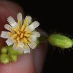 Hieracium albiflorum Fleur