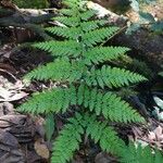 Dryopteris intermedia পাতা