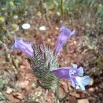 Cleonia lusitanica Flower