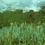 Canna glauca Хабит