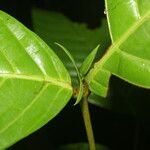 Quiina macrophylla Frunză