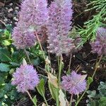Ptilotus extenuatus Flor