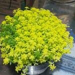 Sedum japonicum Hoja