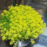 Sedum japonicum Lapas