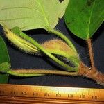 Coussapoa villosa Frukt