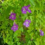 Maurandya barclayana Flor