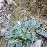 Hieracium glaucinum Habit