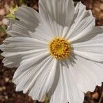 Cosmos bipinnatus Blüte