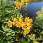 Lysimachia vulgarisFlower