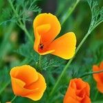 Eschscholzia californicaFleur