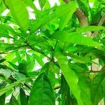 Cola acuminata Лист