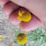 Helenium puberulum Квітка